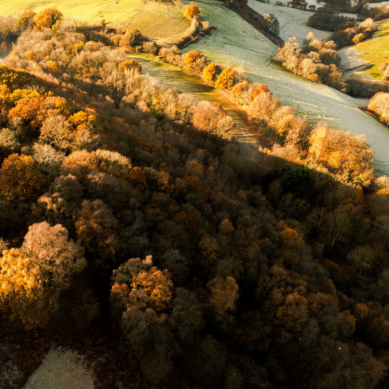 Frosty hillside